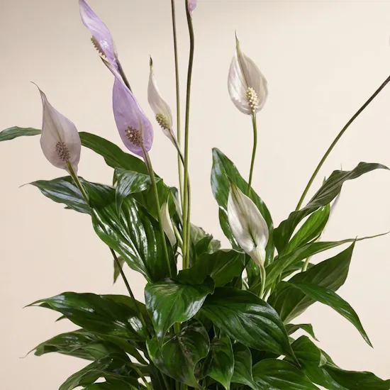 Purple Peace Lilies Plant