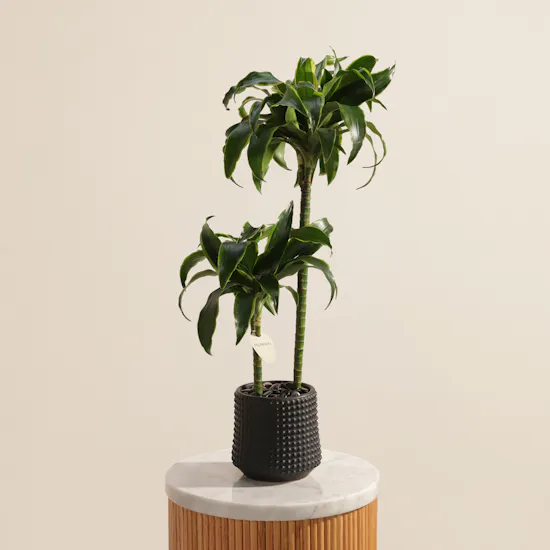 Fantastic Dracaena Fragrans Plant