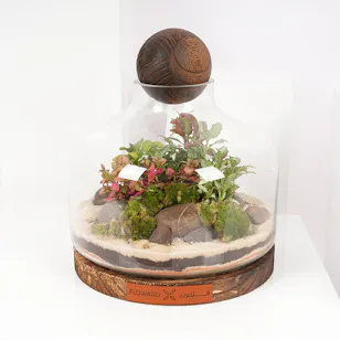 Little Fittonia Garden | Closed Terrarium 