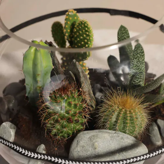 Desert Stones | Open Terrarium