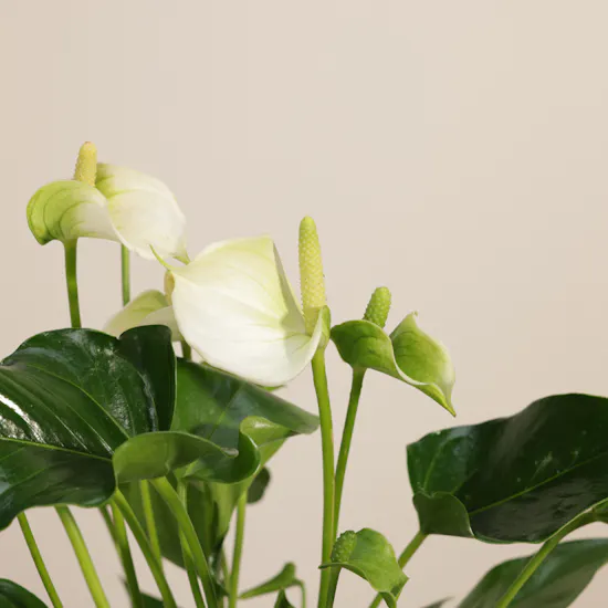 Unique White Anthurium Plant