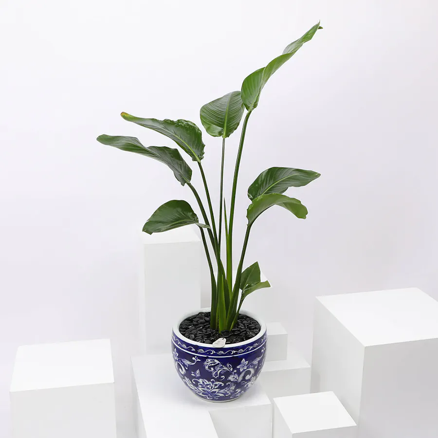 Strelitzia Nicolai Plant 90 cm 2