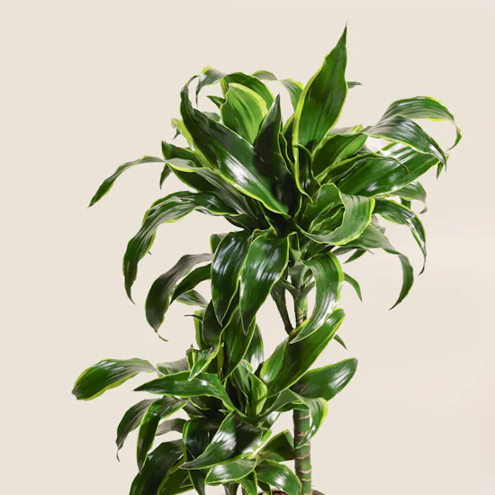 Genlte Dracaena Dorado Plant