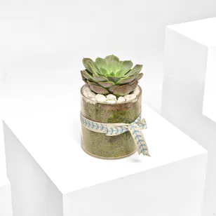 Little Echeveria Plant 