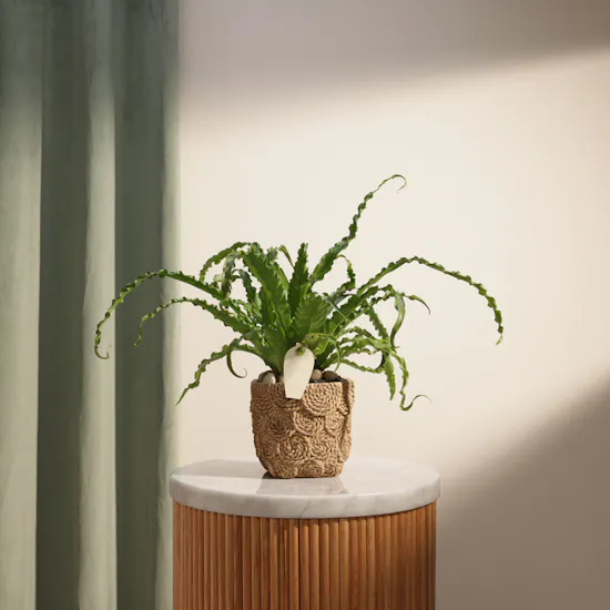 Stunning Asplenium Antiquum Osaka Plant