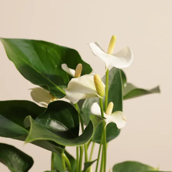 Fancy White Anthurium Plant