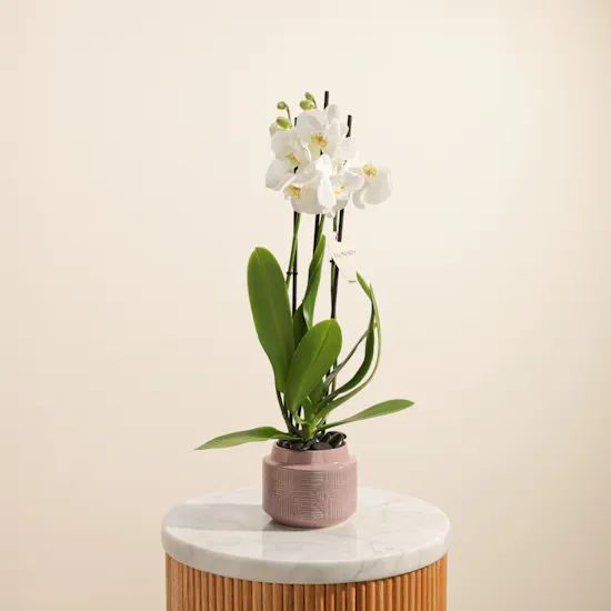 Glowing White Phalaenopsis Plant