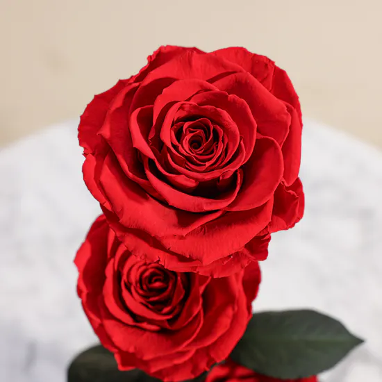 Preserved Red Roses Dome