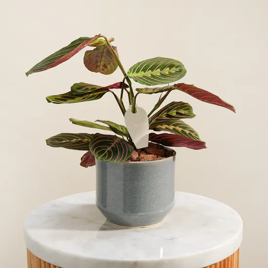Lovely Calathea Maranta Plant