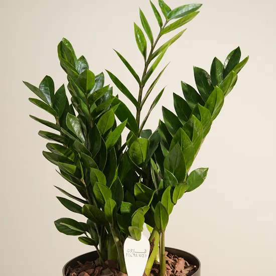 Unique Green Large Zamioculcas Plant