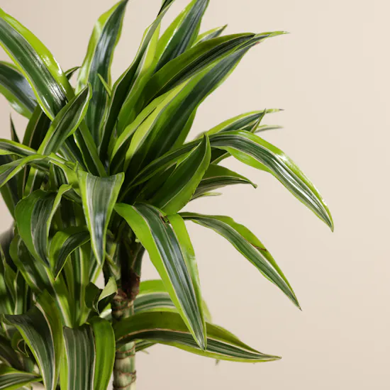 Classic Dracaena Lemon Lime Plant