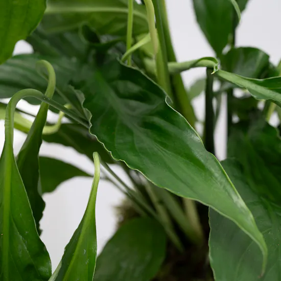 Spathiphyllum Sweet Rocco Plant | Sculpture Pot