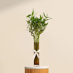 Magical Unique Bamboo Vase