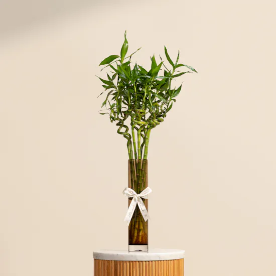 Magical Unique Bamboo Vase