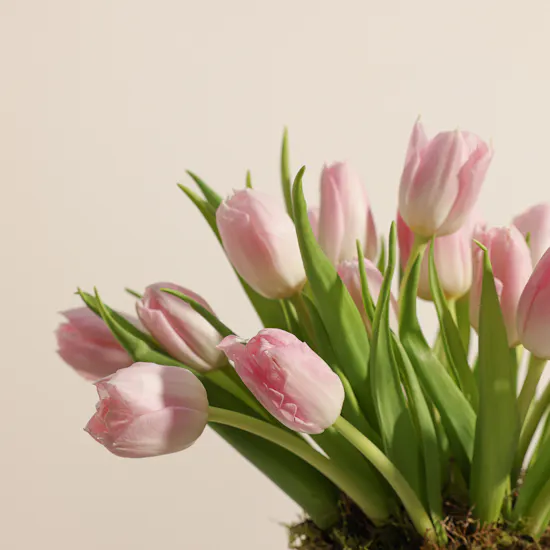 Soft Touch Tulip Box