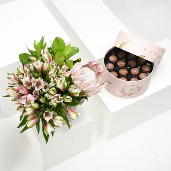 Hanoverian Chocolate & Pinks