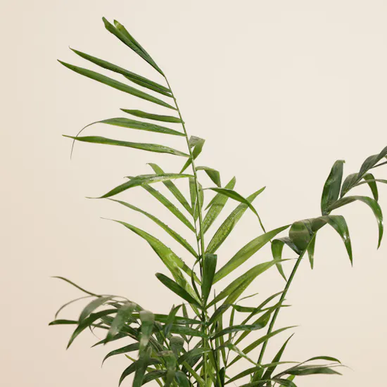 Charming Chamaedorea Palm Plant