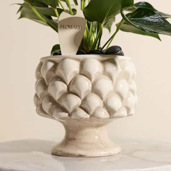 Unique Pink Anthurium Plant Vase
