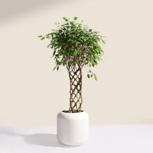 Stunning Ficus Benjamina Braided Plant Stunning Ficus Benjamina Braided Plant