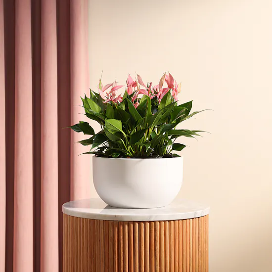 Pink Anthurium Lilly | White Pot