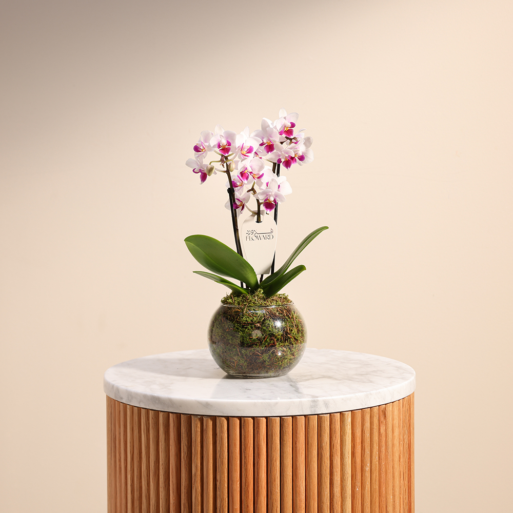 ميني اوركيد بنفسجي