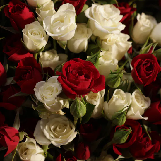 Polished Calm Flower Bouquet | 50 Flowers