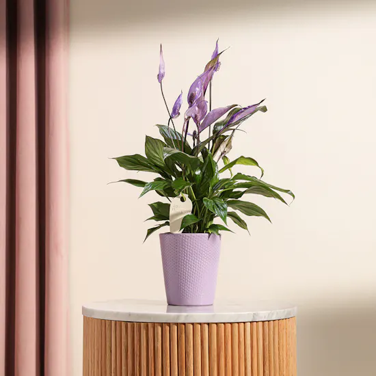 Spathiphyllum Make-Upz Purple