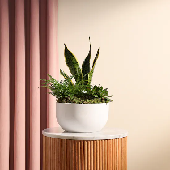 Trio Plants Arrangement