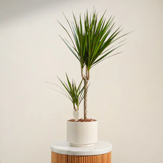 Spiky Draceana Marginata Plant
