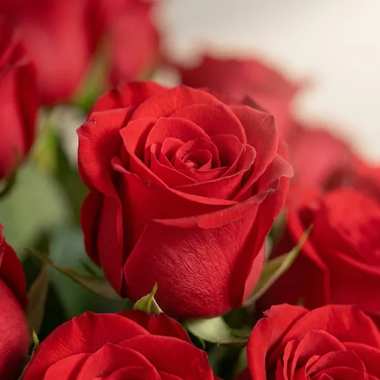Crimson Red Rose Box | 25 Flowers