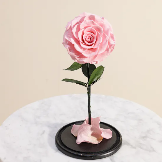 Pink Single Preserved Rose Dome