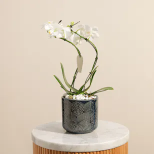 Elegant White Phalaenopsis Plant