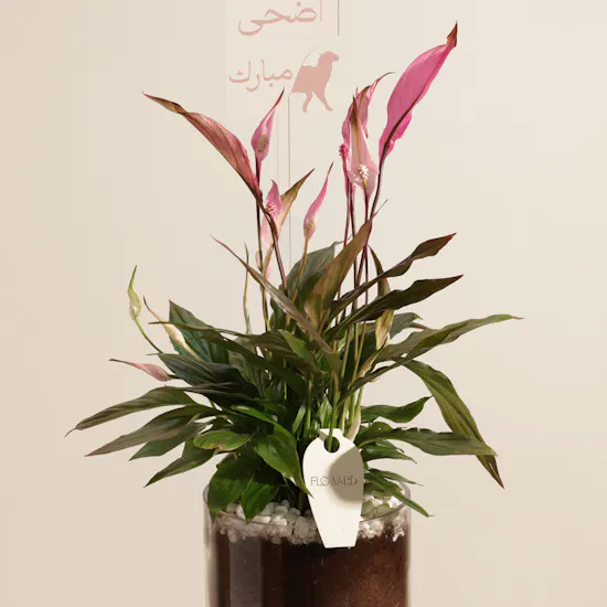 Delicate Pink Eid Adha Mubarak Spathiphyllum Plant