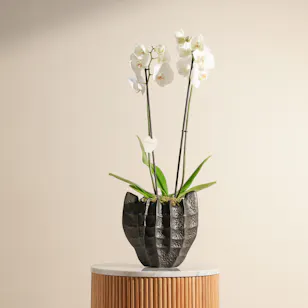Peaceful  White Orchid Plant
