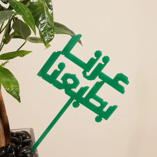نبات باتشيرا أكواتيكا بروح العز