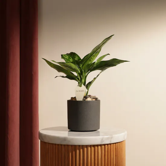 Serene Green Maria Aglaonema Plant