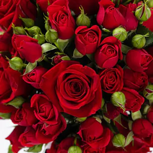 Reds flower Reds flower