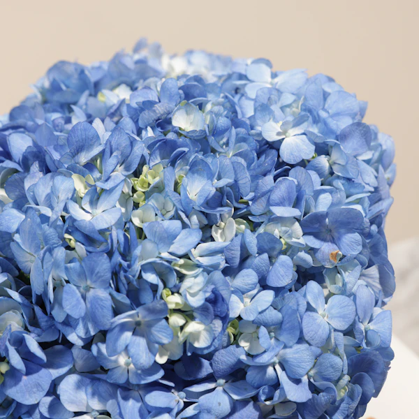 Blue Melody Hydrangea Box | 8 Flowers