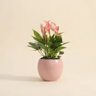 Lush Pink Anthurium Plant