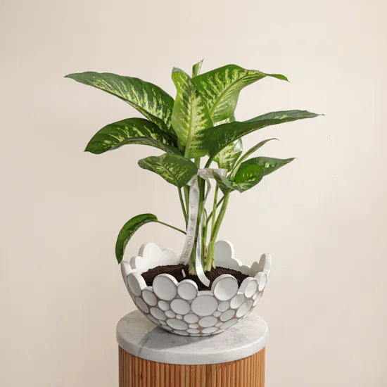 Refreshing Green Dieffenbachia Plant