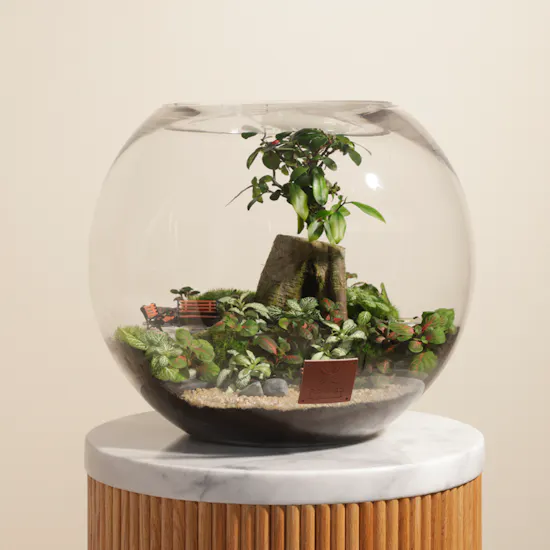 Ficus Bonsai Garden | Closed Terrarium