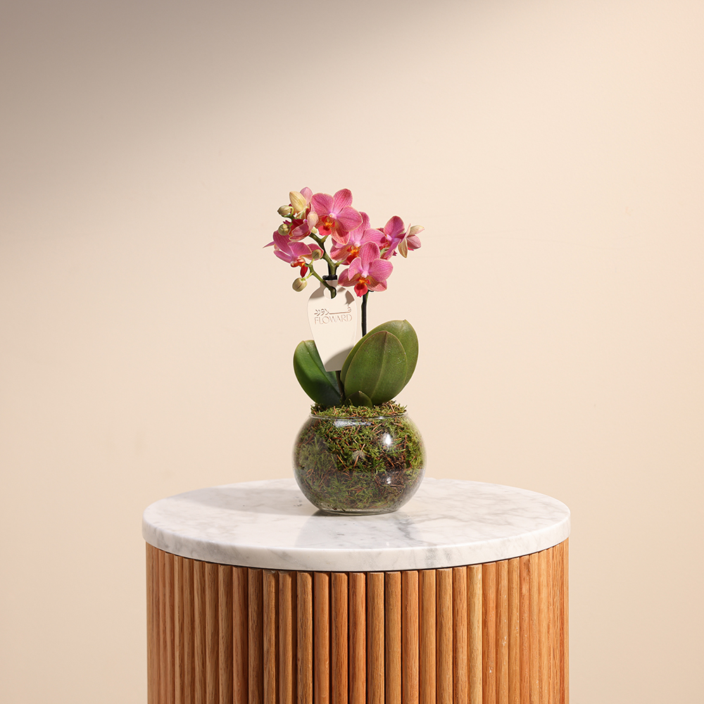  اوركيد وردي قصير