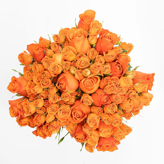 Vibes Of Orange | Baby Roses
