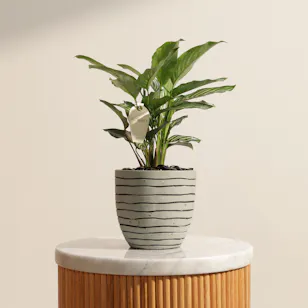 Artistic Calathea Vittata Plant