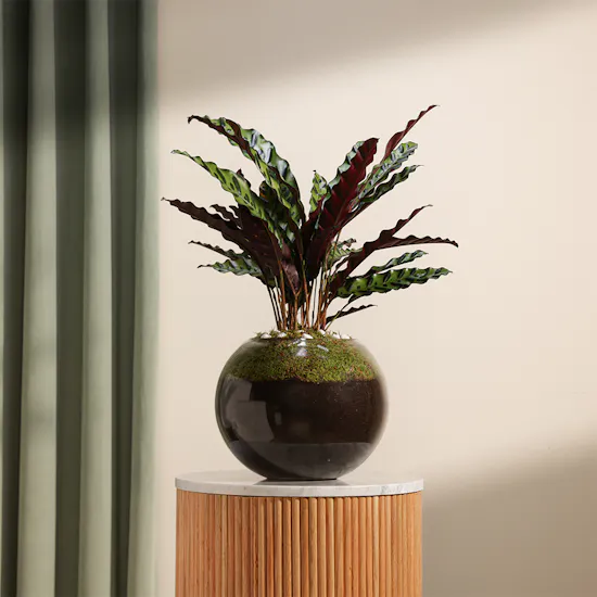 Calathea Lancifolia