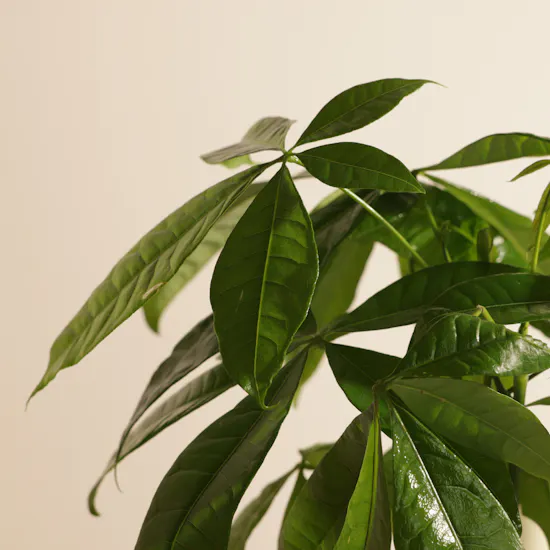 Beautiful Pachira Money Tree Plant