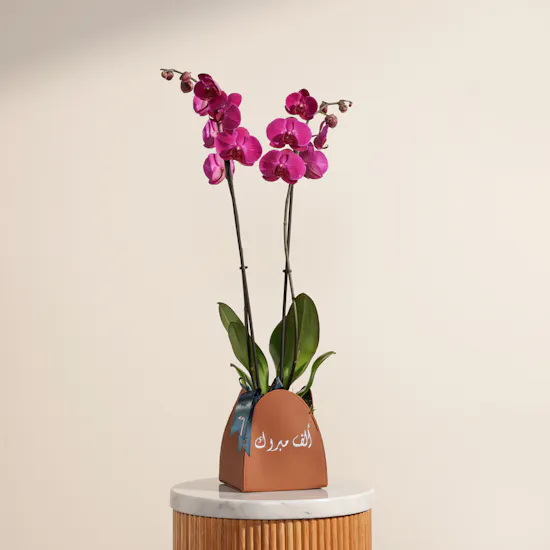 Purple Orchid | Alf Mabrook