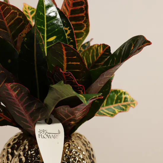 Vibrant Codiaeum Petra Plant