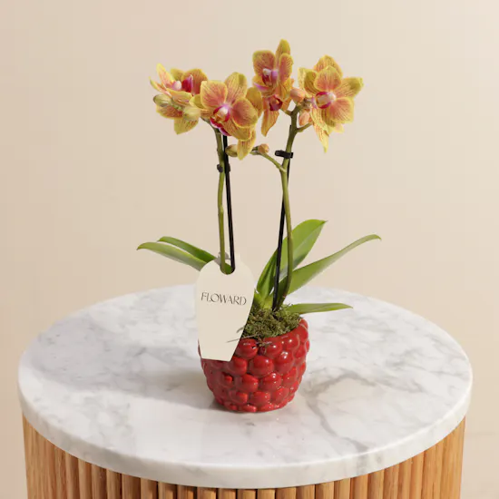 Small Orange Phalaenopsis Plant Berry Pot