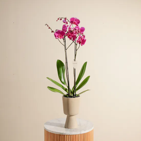 Pure Purple Orchid Plant Vase